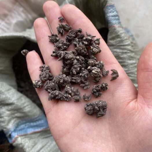 淮滨县猫爪草，精品水洗两遍