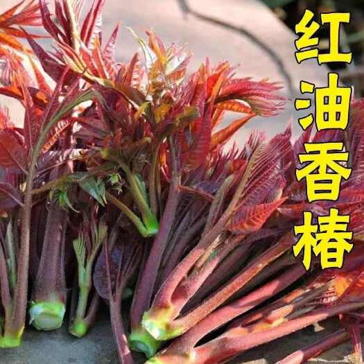 苏州红油香椿钟子耐寒抗旱香椿树种子高产春夏秋四季庭院田园蔬菜种籽