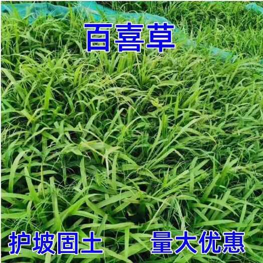 百喜草种子，草坪种子工程绿化草坪种子防水土流失草种堤坝绿