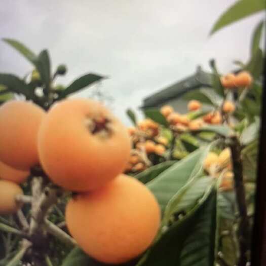 仁寿县枇杷