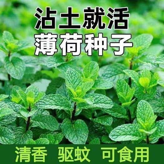 留兰香薄荷种子 美国薄荷种子多年生香草花卉 可食用绿薄荷 易