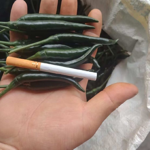 威宁县小米辣椒
