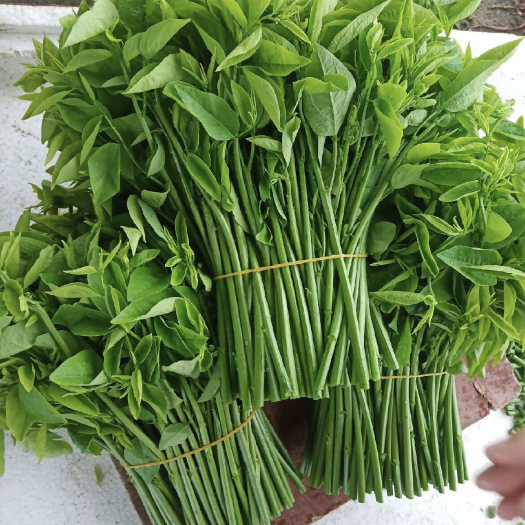 阳春市树仔菜.天绿香.益肝菜.新鲜采摘，种植基地当天发货