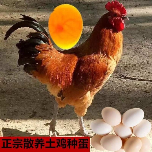 【土鸡种蛋】土鸡受精蛋可孵化小鸡散养青脚土鸡新鲜种蛋