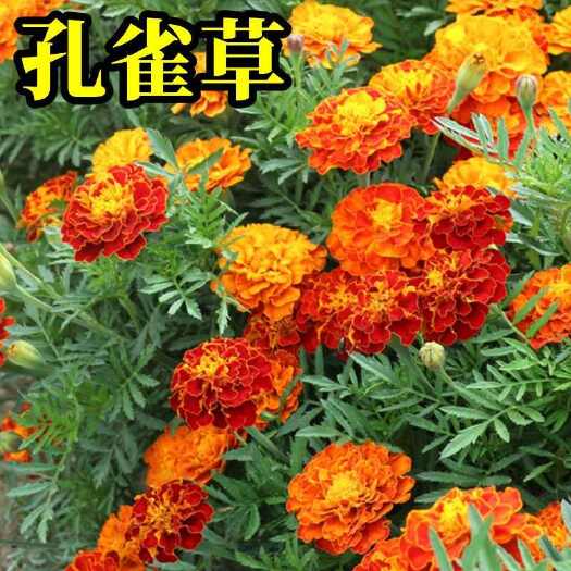孔雀草花种子混色重瓣草花种子庭院室外景观花卉四季易种花种籽子