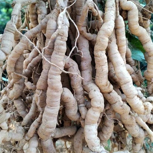 肇庆巴戟鲜货