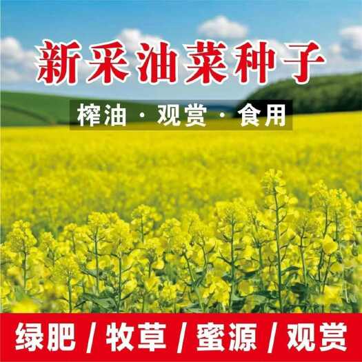 苏州油菜花种子，观赏食用室外高产可食用耐寒四季春榨油油菜籽花海种