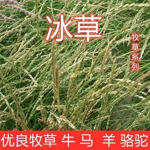 冰草种子，多年生牧草种子野麦子穗冰草猪牛羊牧草种子护坡固土草