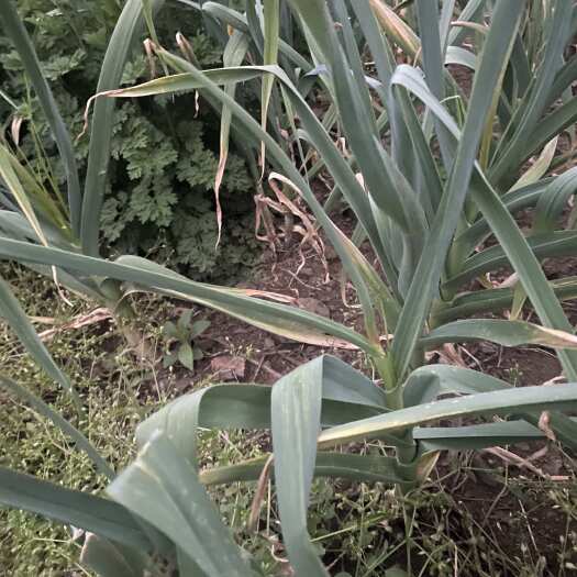 赫章县贵州毕节赫章县新鲜红帽蒜苔产地直发