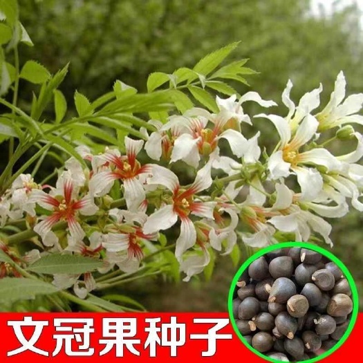 文冠果种子，园林绿化花卉用种林木果树多年生观赏树木油料树种子