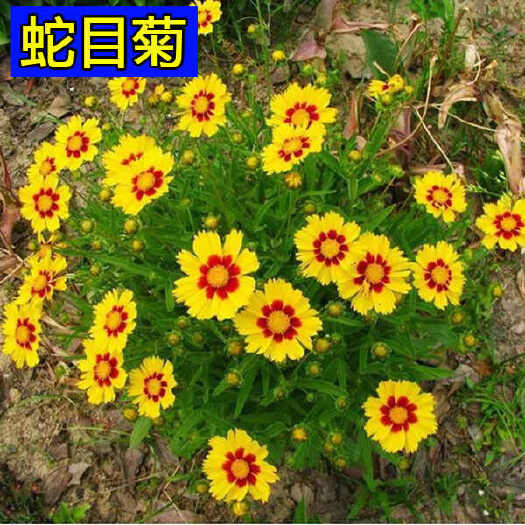 苏州蛇目菊种子，多年生花卉昆仑雪菊双色金鸡菊种子耐寒花卉阳台盆栽