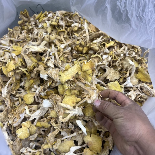 昆明鸡油菌