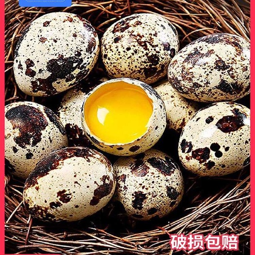 巢湖新鲜鹌鹑蛋生的鸟蛋绿色杂粮生鲜鹌鹑蛋宝宝辅食90枚送卤料包