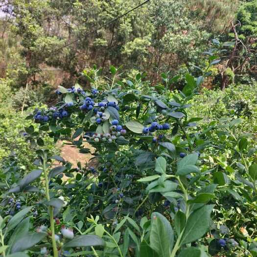 蒙自市露天生态蓝莓