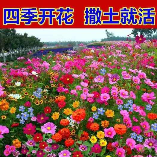 苏州多年生野花组合花耐寒多年生四季开花懒人易种活室外花海庭院蔷薇