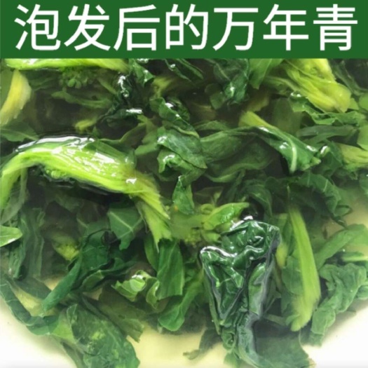 兴化市脱水万年青菜干：锁鲜工艺保留天然营养，即食便捷赋能健康饮食