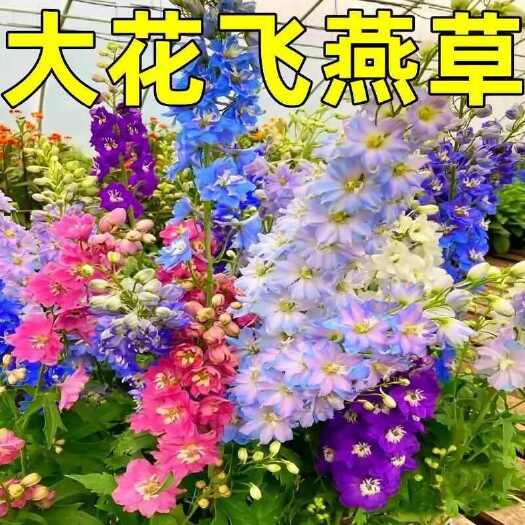 大花飞燕草耐严寒品种秋冬季节播种的花籽四季开花易活盆栽阳台籽