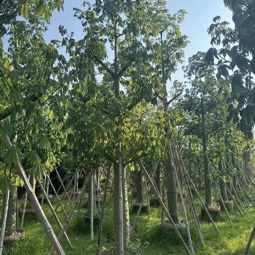 普宁市美丽异木棉15-20-30分
