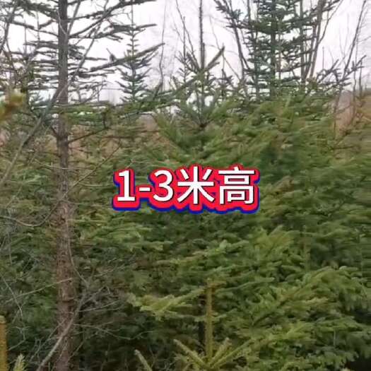 穆棱市云杉树苗