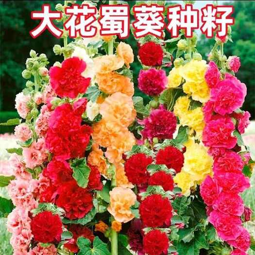 蜀葵重瓣花种混色一丈红种子室外庭院多年生四季开花易活花卉籽子