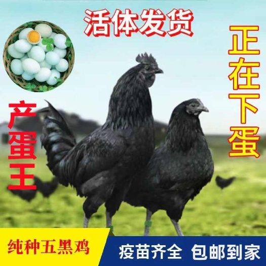 南宁五黑鸡脱温苗 4-5两 绿壳鸡蛋苗