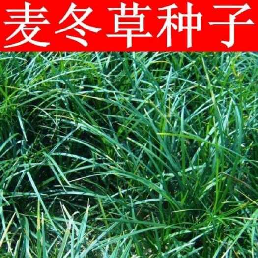 麦冬草种子 玉龙草种子 新采麦冬种子 矮麦冬草籽 绿化草坪种