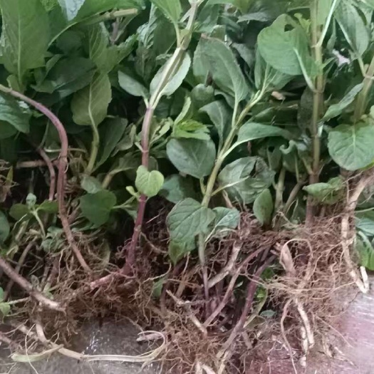 可食用柠檬薄荷苗新鲜食用四季阳台盆栽薄荷种苗