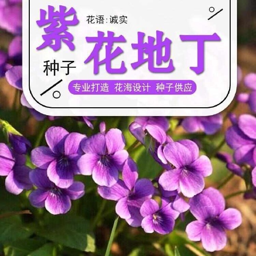 苏州紫花地丁种子，多年堇菜野生紫草地丁盆栽四季低矮绿化草籽耐寒草