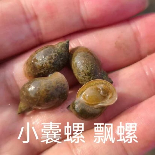 沭阳县精品小粒青壳飘螺，清洗干净漂螺，活体囊螺，当晚鲜活货现发