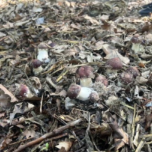 淄博赤松茸