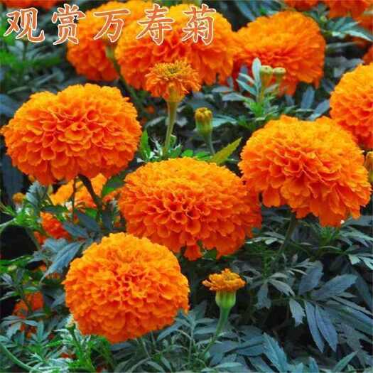 苏州万寿菊种子，耐寒草花万寿菊花种子四季播种园艺园林景观工程绿化