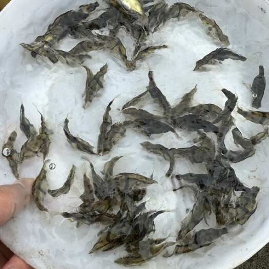 四会市鳜鱼