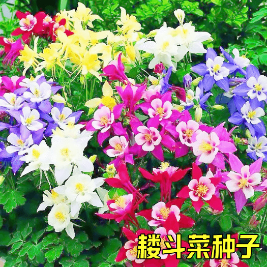 苏州耧斗菜花种子大花重瓣猫爪花四季易播种多年生室外庭院阳台花种籽