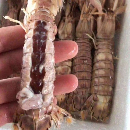 全母带籽皮皮虾
