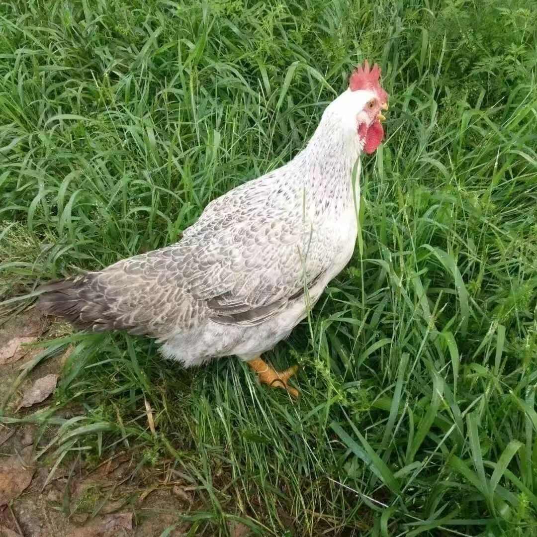 白芦花鸡苗半斤左右脱温母苗