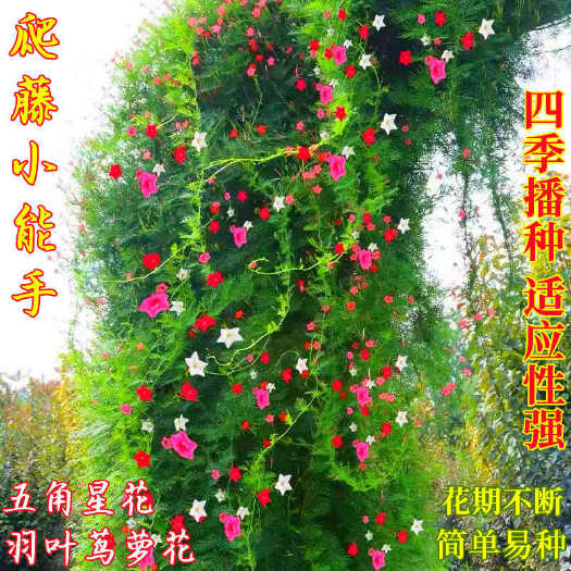 羽叶茑萝花卉种子四季易种庭院爬藤攀援盆栽五角星花混色莺萝批发