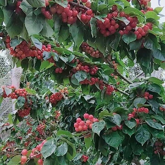 昆明玛瑙红樱桃