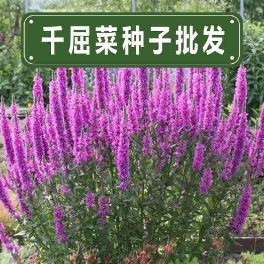 苏州千屈菜种子水生花卉水柳千屈菜籽千屈菜苗景观花卉室外耐寒多年生