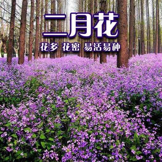 苏州二月兰花种子，诸葛菜花种子春秋季播种耐阴耐寒宿根景观花草种籽