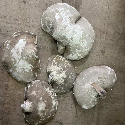 昆明白灵芝大货批发