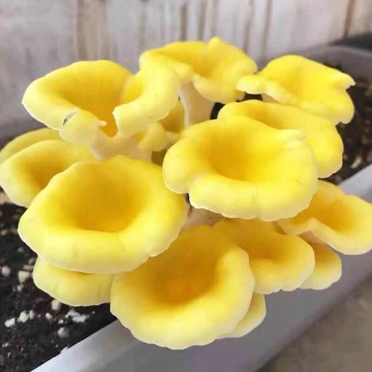 榆黄菇食用菌，产地直发，批发，一件代发，社区团购