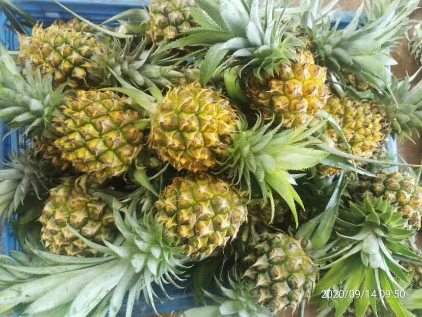 電商貨菠蘿之鄉(xiāng)的精品3.到1.2斤的小菠蘿，需要的老板聯(lián)系