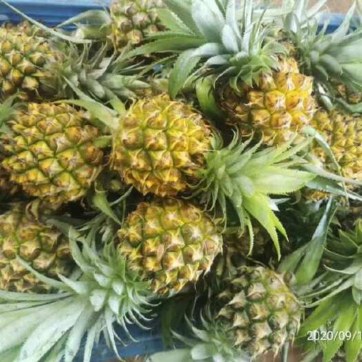雷州市电商货菠萝之乡的精品3.到1.2斤的小菠萝，需要的老板联系