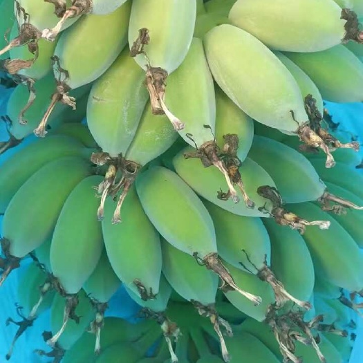 苹果蕉，可以接一件代发。