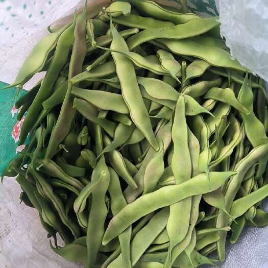 成武县白芸豆，油豆角，量大