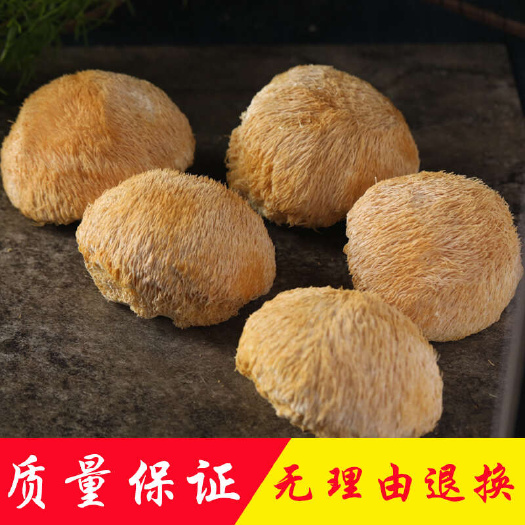 广州产地直销批发 精选猴头菇干货新鲜菌菇烘干蘑菇猴头菇粉土特产