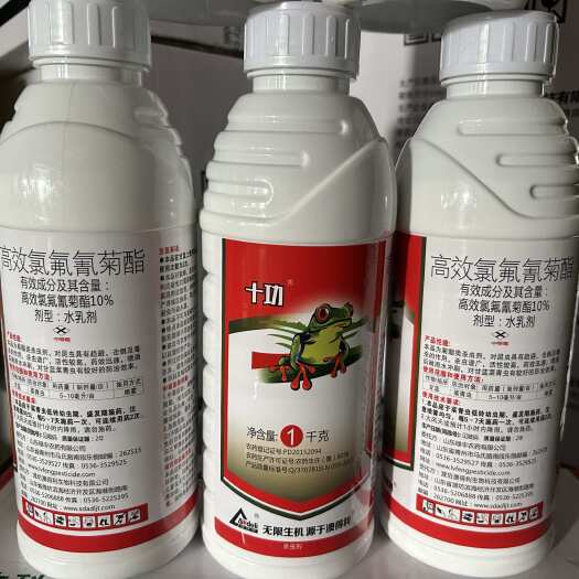 永宁县杀青虫
