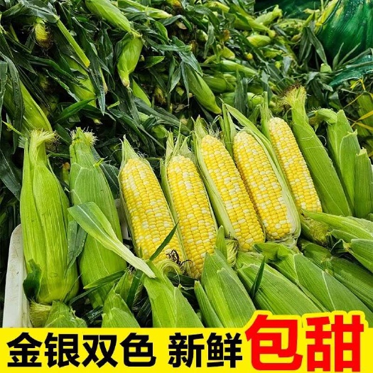 昆明云南金银水果玉米 一件代发