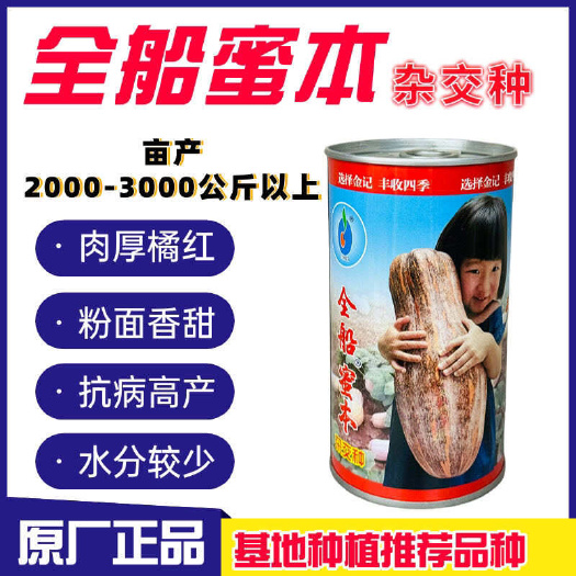 沭阳县金记全船蜜本南瓜种子杂交蜜本南瓜种籽大果型高产春秋播基地大田