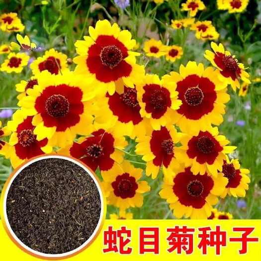 苏州蛇目菊种子花种子昆仑雪菊花种子四季种易活工程庭院室外花草种子